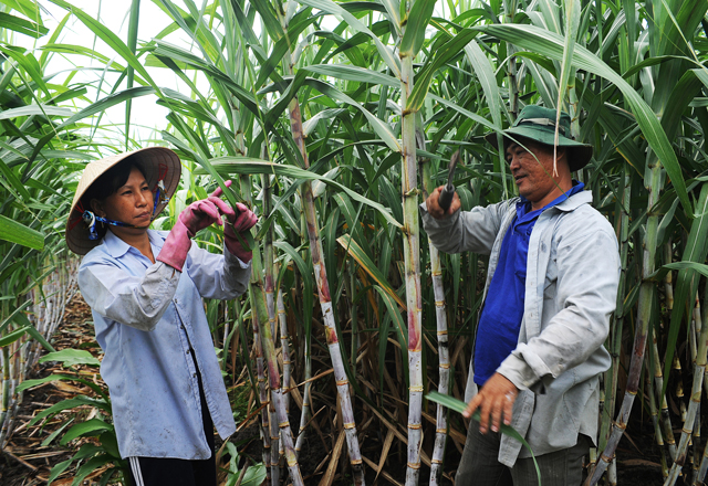 Bioenergy Markets in Viet Nam